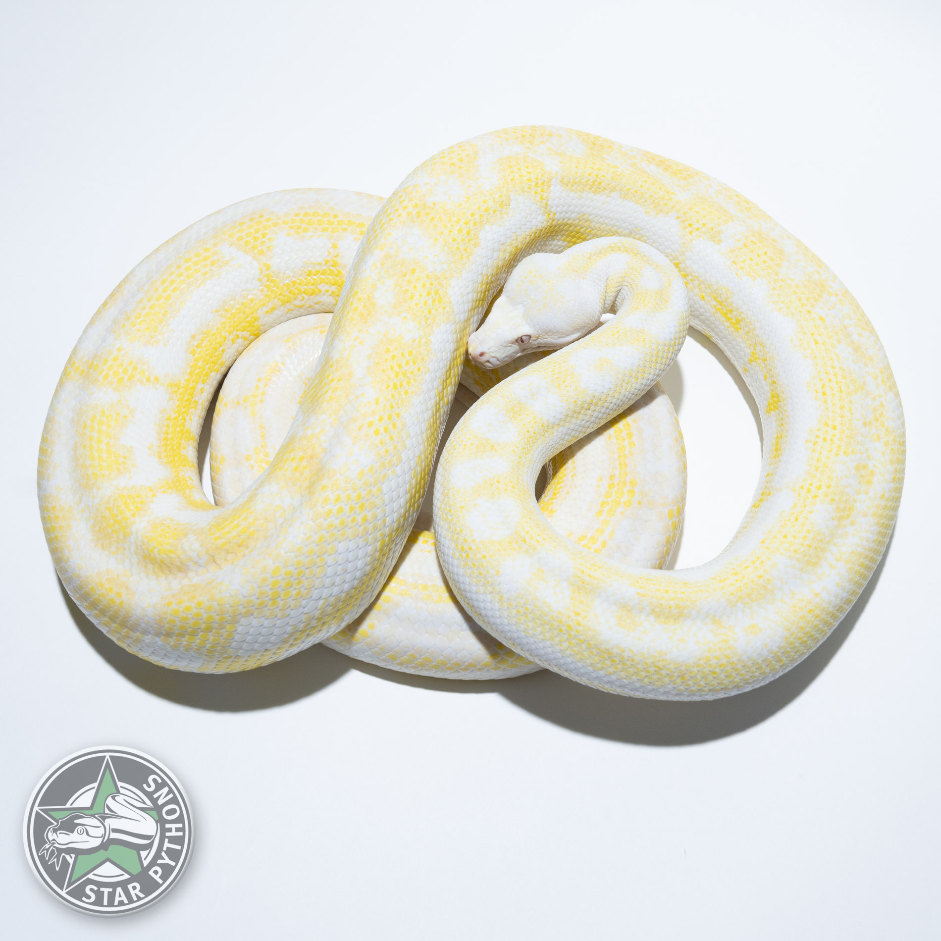 Albino Carpet Pythons Genetics Photos Availability StarPythons albino-carpet-pythons-genetics-photos-availability-starpythons